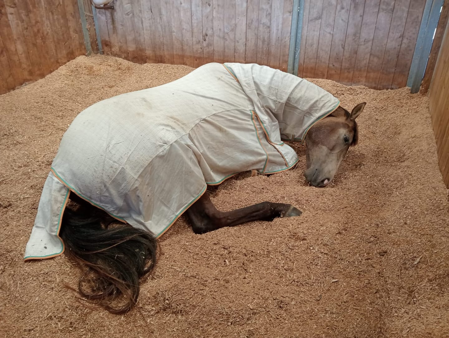 Customer photo review of Zilco Econo Hybrid Combo Rug