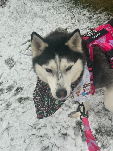 Close-up of a customer's husky wearing a pink Tactical No-Pull Team K9™ Dog Harness in the snow.