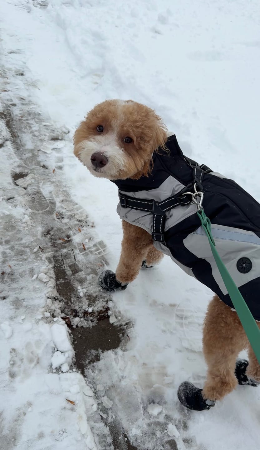 Customer photo review of The Shortie All Season Dog Shoes / Boots
