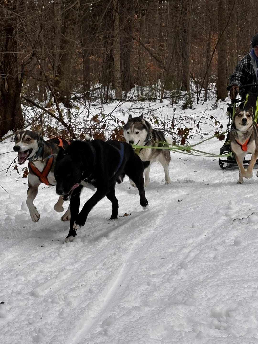 Customer photo review of Inukshuk - Nourriture pour Chien d'entrainement et performant (33lbs)