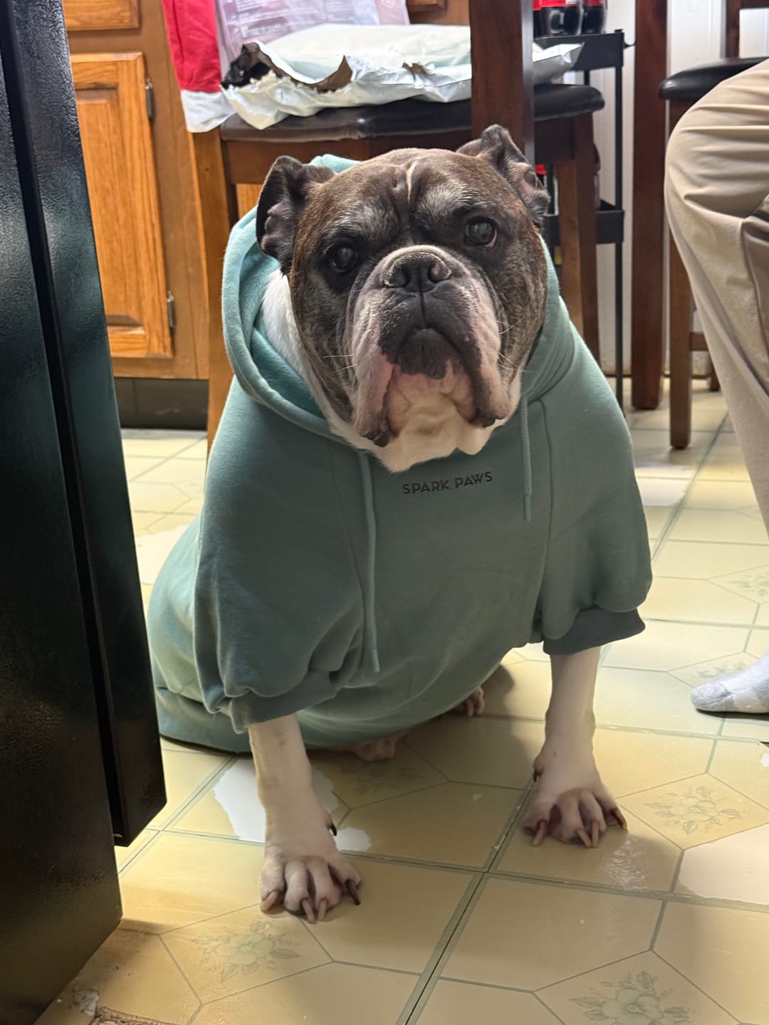 Customer photo review of Essential Dog Hoodie - Teal