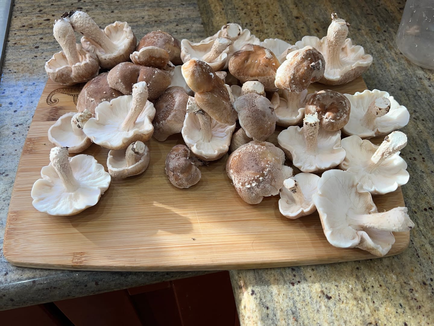 Customer photo review of Shiitake Mushroom Mini-Farm Grow Kit