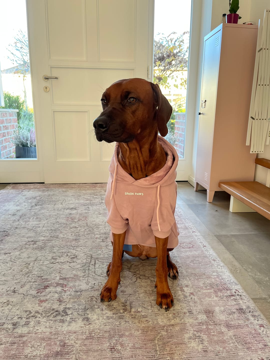 Customer photo review of Teddy Sherpa Dog Jacket - Taupe