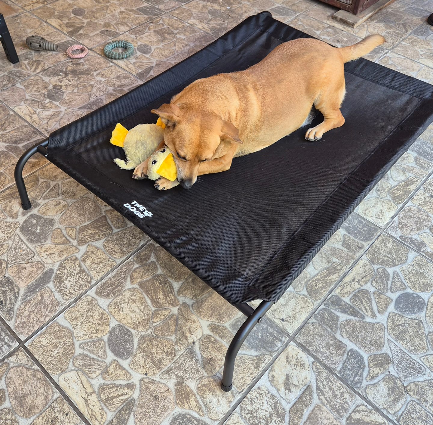 Customer photo review of Cama Elevada THE DOGS: Frescura y Ventilación