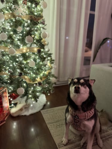 Customer photo review of Mystery Box - Dog