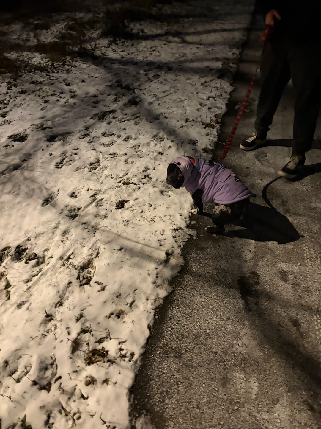 Customer photo review of Anxiety Calming Dog Earmuff Protector - Purple