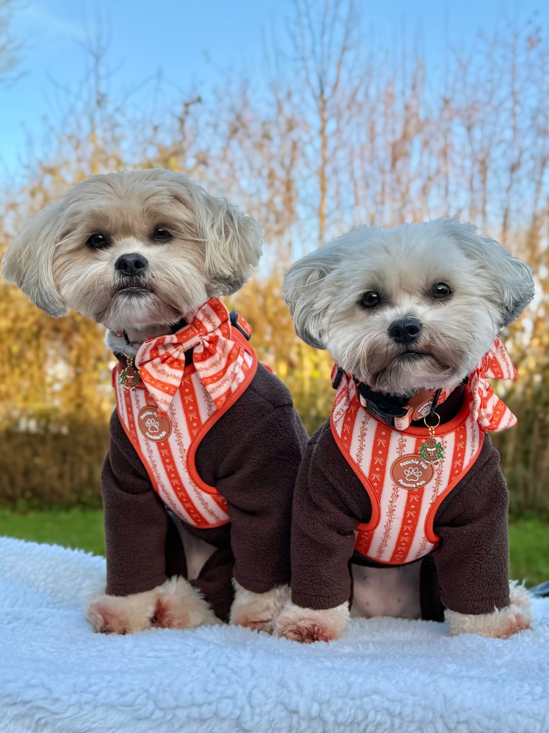 Customer photo review of Bow & Blooms Dog Harness