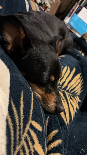 Customer photo review of Beef Bone Broth for Dogs