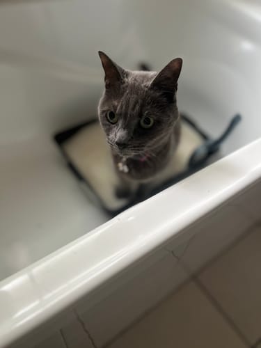 Customer photo review of 3 Month Supply - 2 Cats