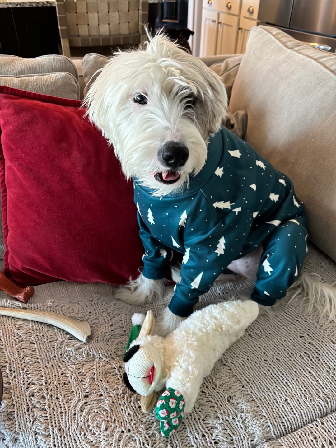 Customer photo review of Dog Christmas Pajama - Frosty Pines