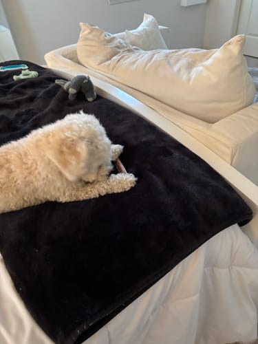 Reviewer's toy poodle chewing a 6 Inch Standard Bully Stick while lying on a black blanket on a bed.