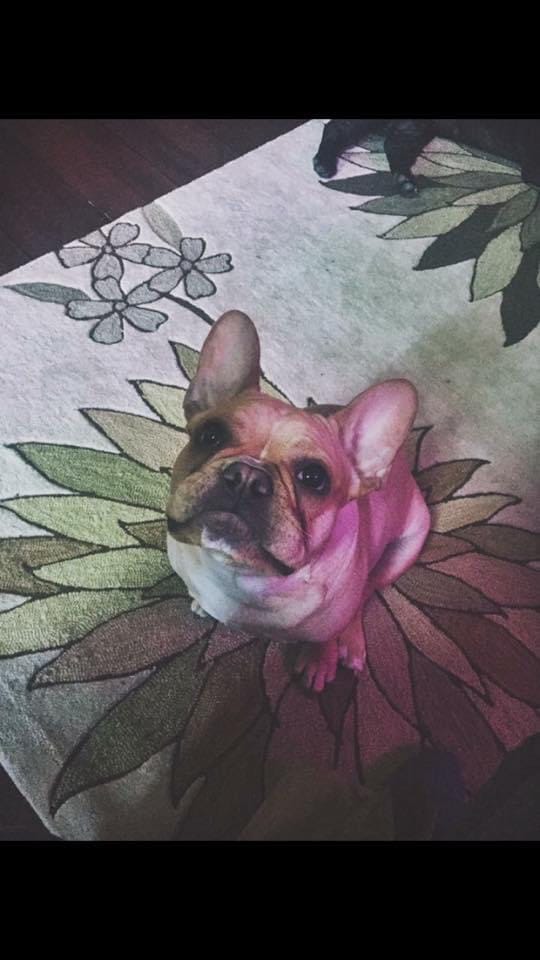 Customer photo review of Royal Canin Gastrointestinal Low Fat + Hydrolyzed Protein Dry Dog Food