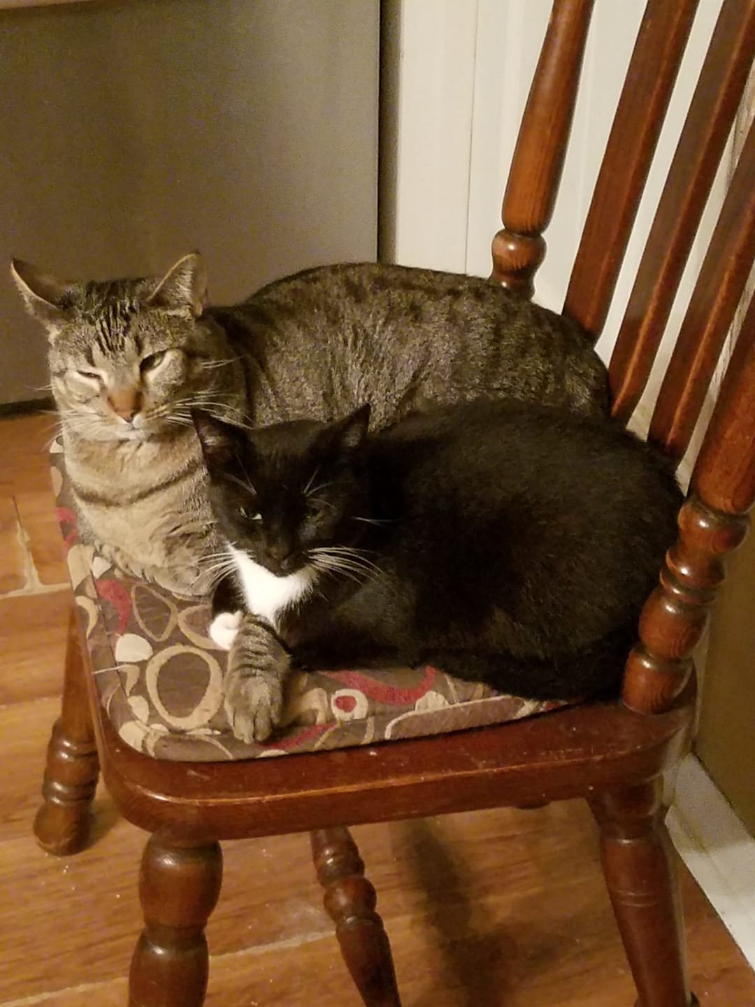 Customer photo review of Cat Allergy Relief & Immune Support Remedy