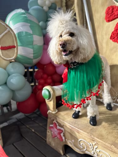 Customer photo review of WagWellies® by wagwear