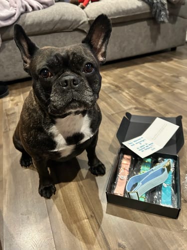 Customer photo review of Mystery Box - Dog