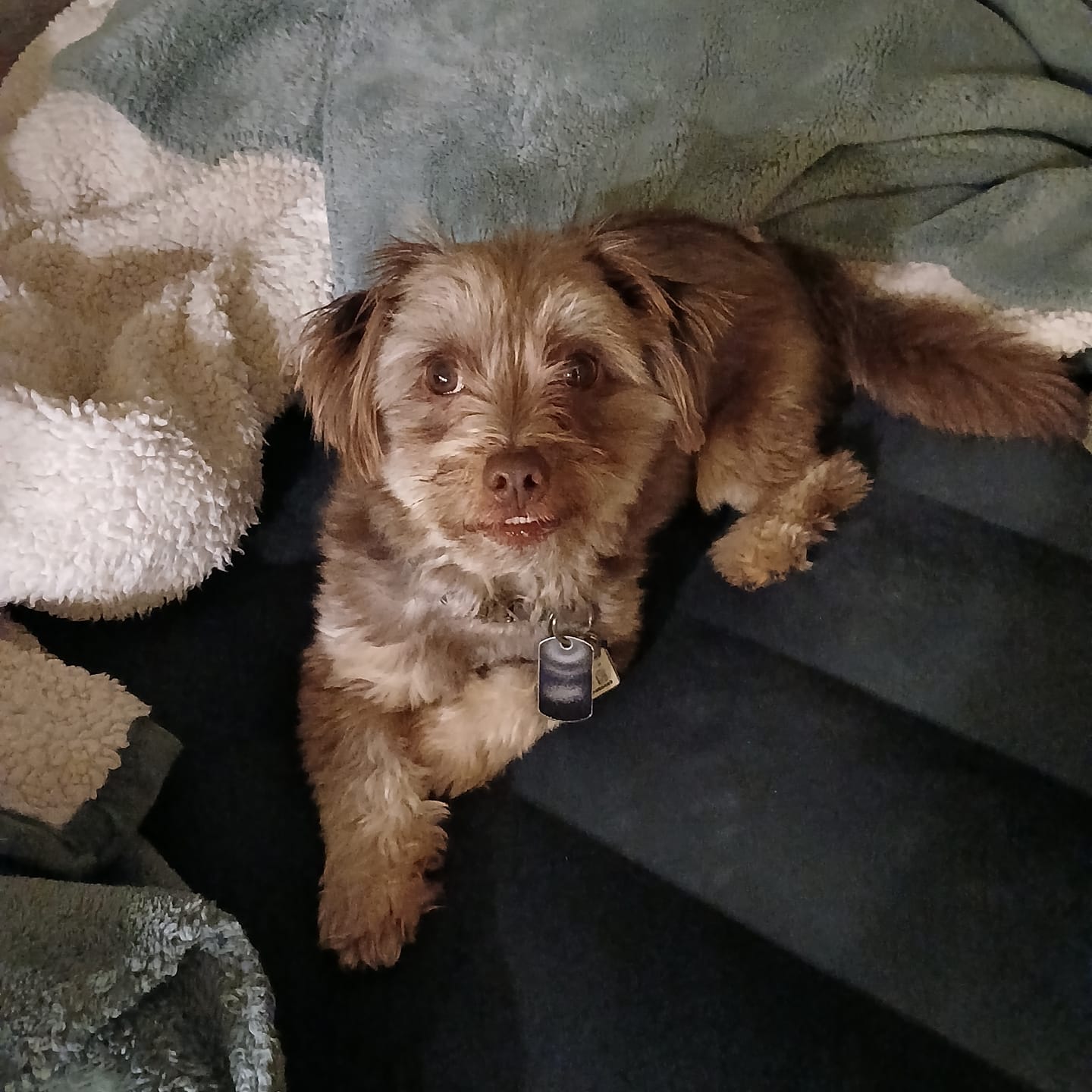 Customer photo review of Blueberry Himalayan Yak Chew (MEDIUM)