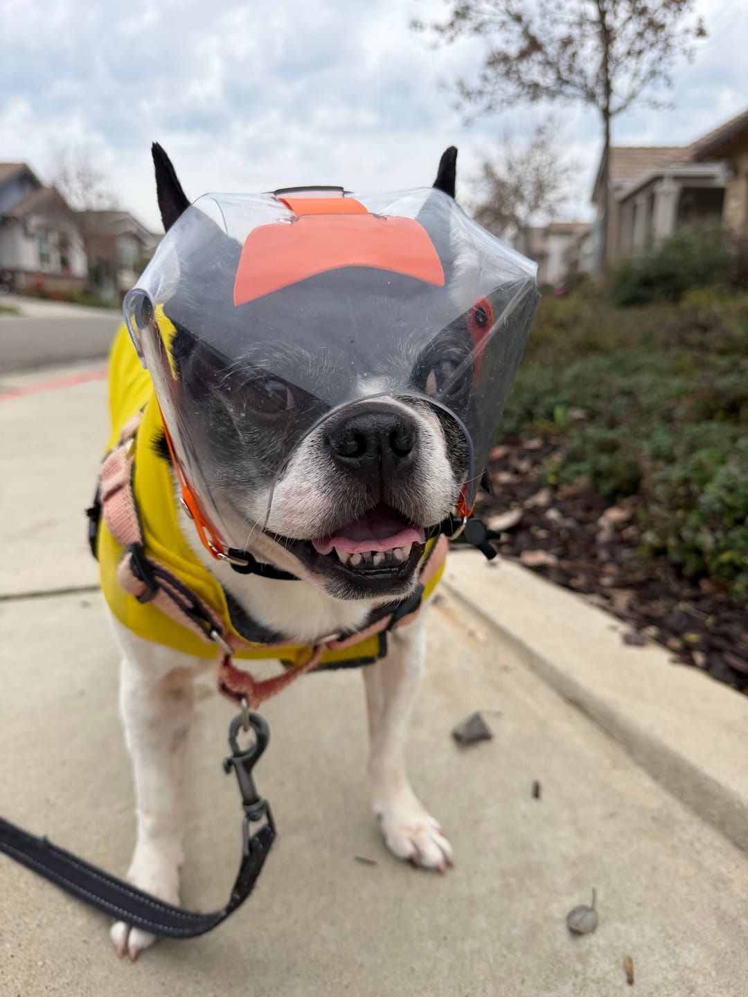Customer photo review of OptiVizor - Short Snout Version - Clear UV Tint