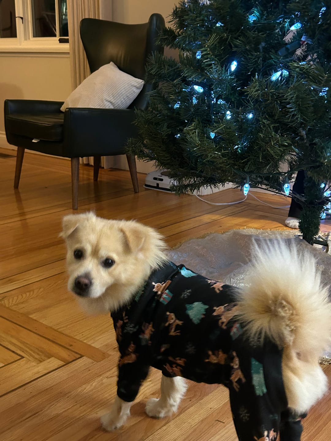 Customer photo review of Dog Christmas Pajama - Reindeers