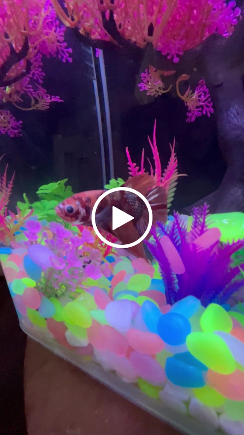 Customer video review of Multicolor King Giant Plakat Male Betta Fish | Mystery Betta