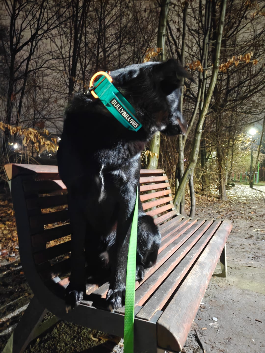 Customer photo review of 5cm Lighter Combat® Collar | With Handle Secure Clip - Turquoise x Orange