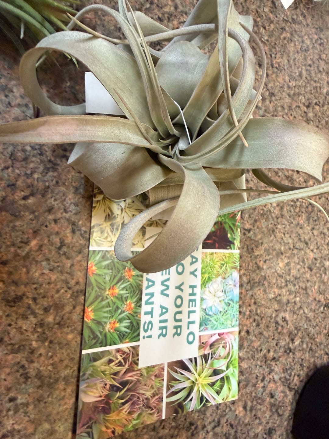 Customer photo review of Xerographica Thick Leaf Form  *Cannot Be Shipped Internationally*