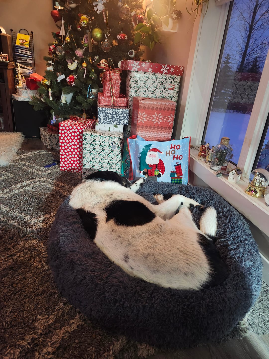 Customer photo review of Brooklyn® Deep Sleep Pet Bed
