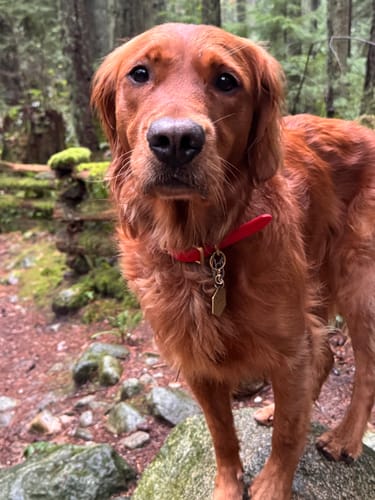 Customer photo review of Cherry - Classic Biothane Dog Collar