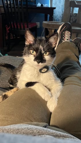 Customer photo review of Cat Cold, Sneezing & Respiratory Support Remedy