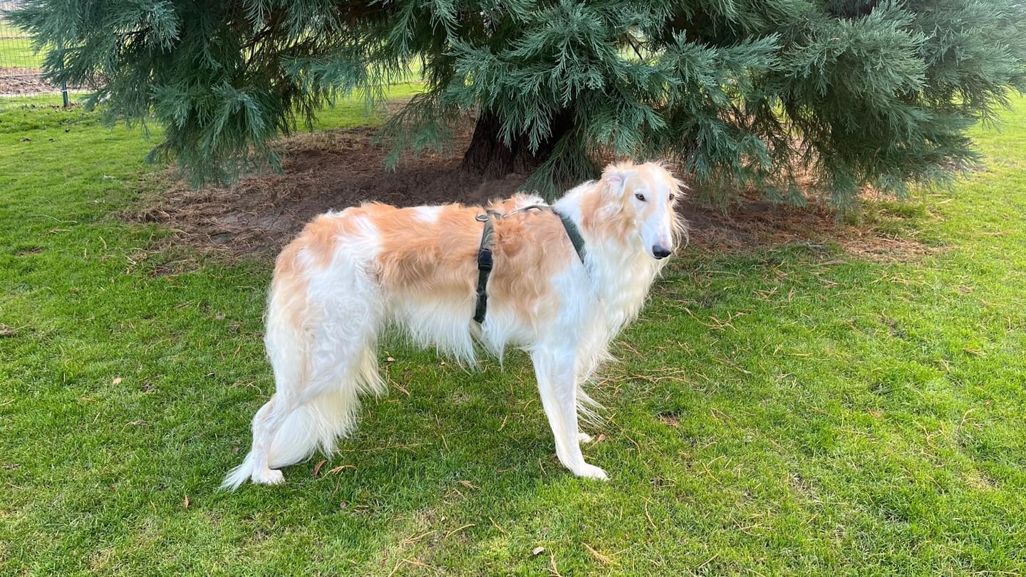 Customer photo review of Windhundgeschirr FUN "Mountain Green"