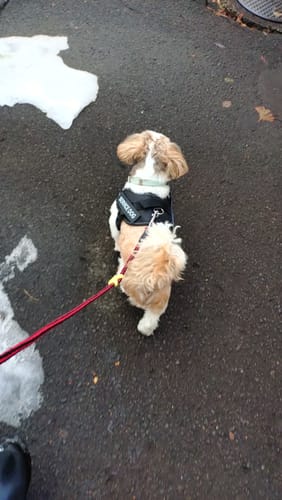 Customer photo review of FunFunPet 高機能ハーネス（お名前タグ作成サービス付き）