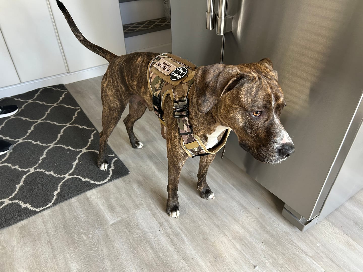 Customer photo review of Custom Hook & Loop Patch For Harness (1 Pair)
