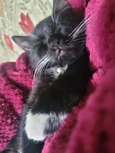 Customer photo review of Fit Litter