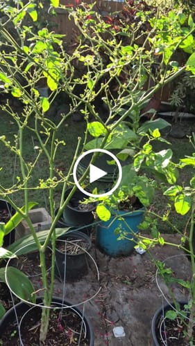 Customer video review of Plant Juice