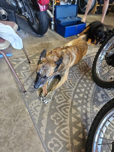 Customer photo review of Beef Tongue