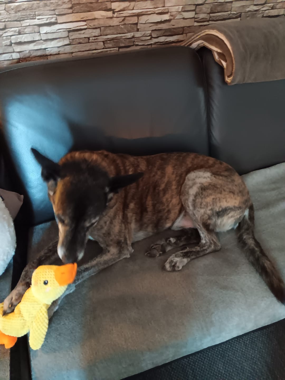 Customer photo review of PLÜSCHENTE HUNDESPIELZEUG – Bissfest, Langlebig, Stressabbau