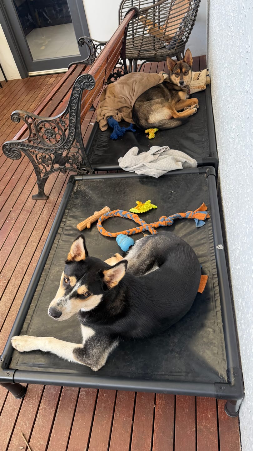 Customer photo review of Reinforced Elevated TuffyBed