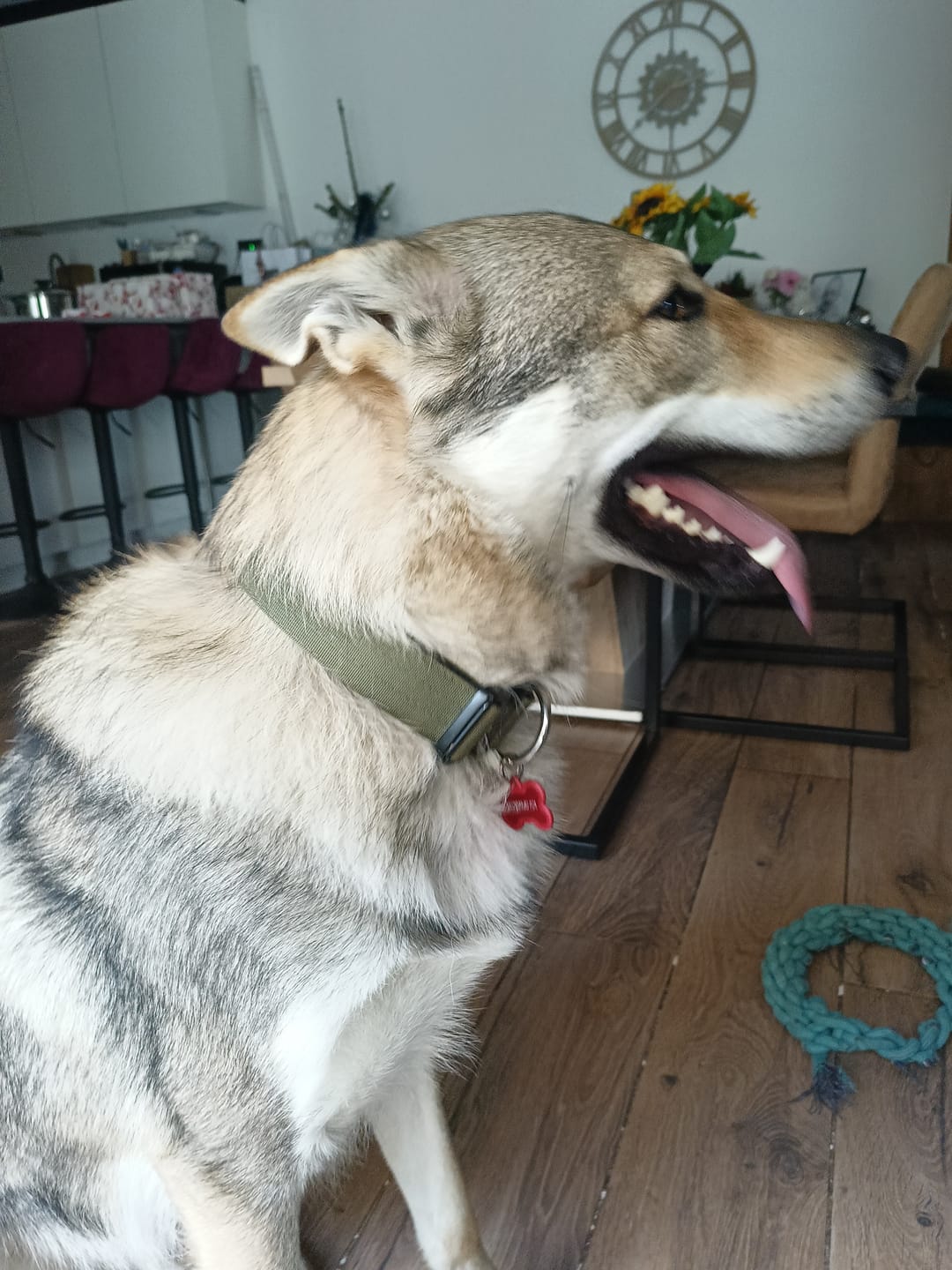 Customer photo review of 4cm Combat® Collar | Handle & Rated Clip -  Khaki