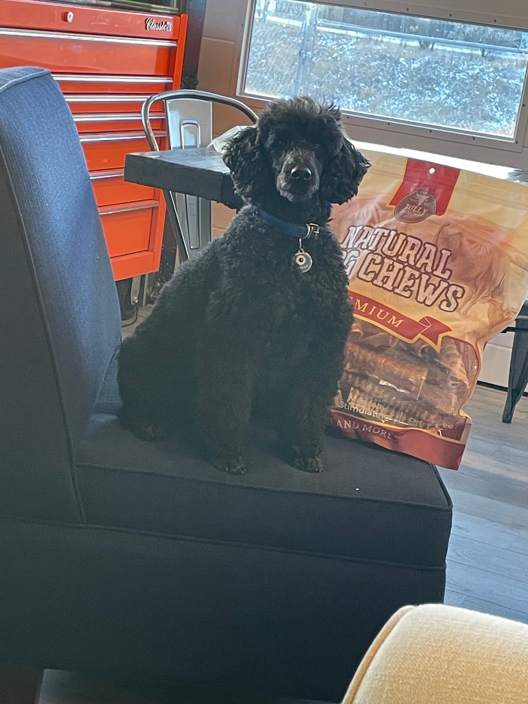 Customer photo review of 6 Inch Beef Trachea