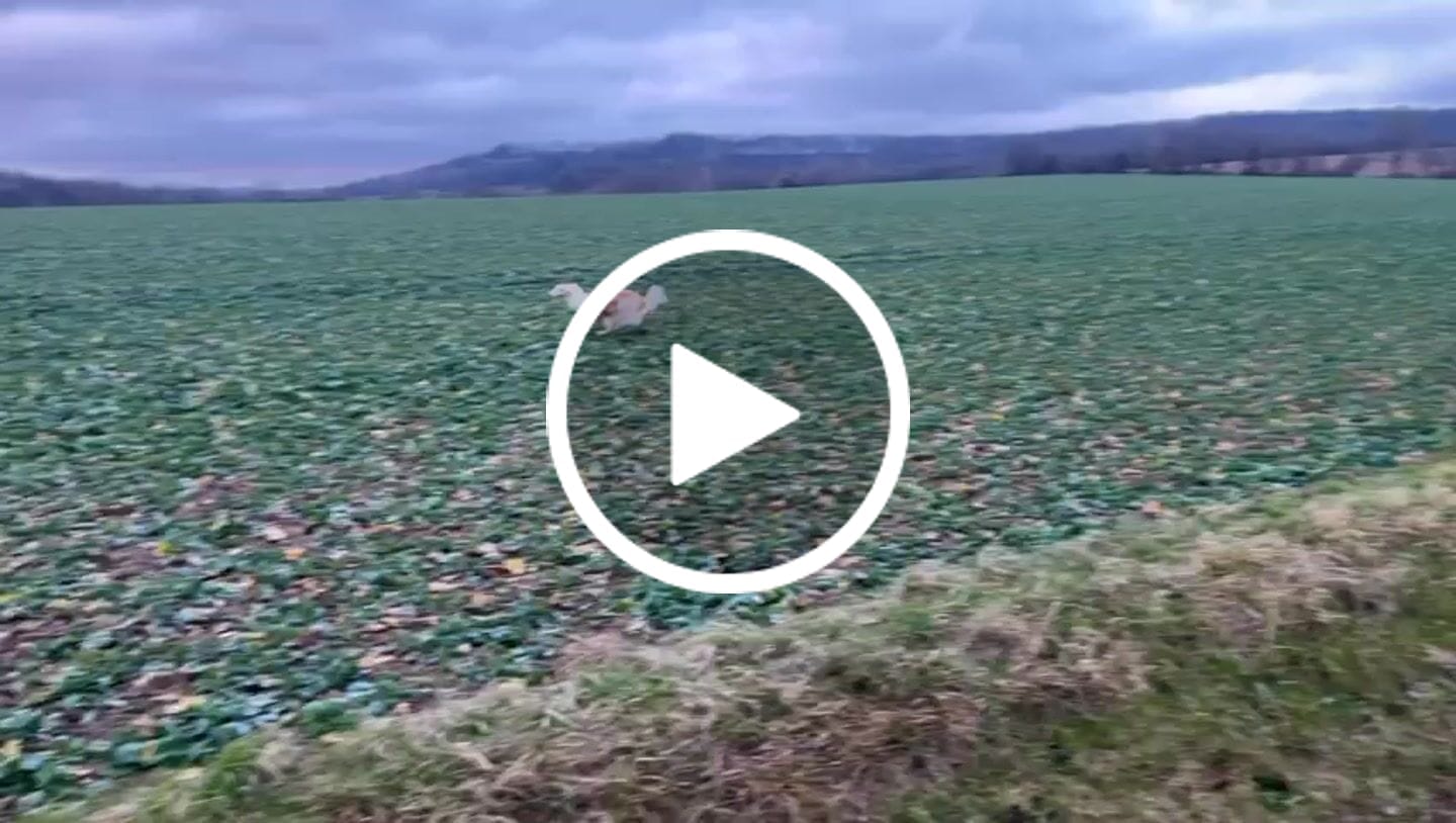 Customer video review of Windhundgeschirr FUN "Mountain Green"