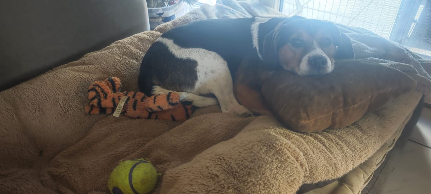 Customer photo review of Allergietest Pro Hund