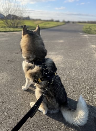 Customer photo review of Easy Walk Extreme Gold Buckle Svart - Sele med snabbspänne