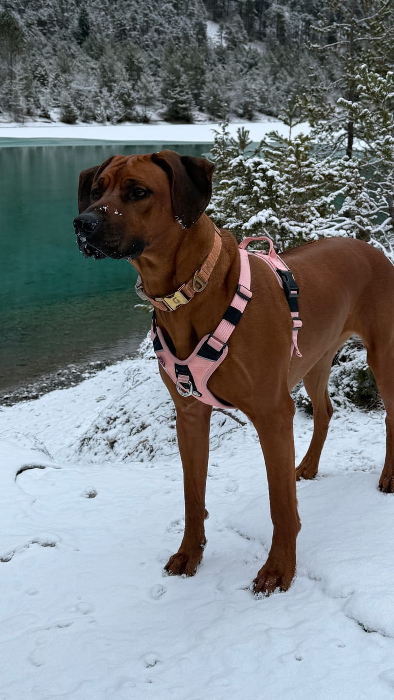 Customer photo review of Anti Pull Hurricane Harness Lighter | With Handle - Pink