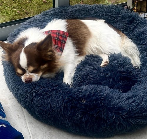 Customer photo review of Puppery Hundebett Wolke 7 - Das Original
