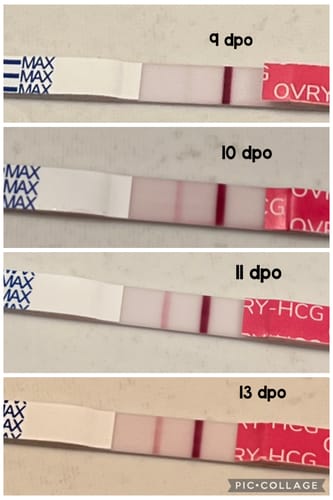 Customer's four Pregnancy Test Strips showing a positive test line getting progressively darker from day 9 to day 13.