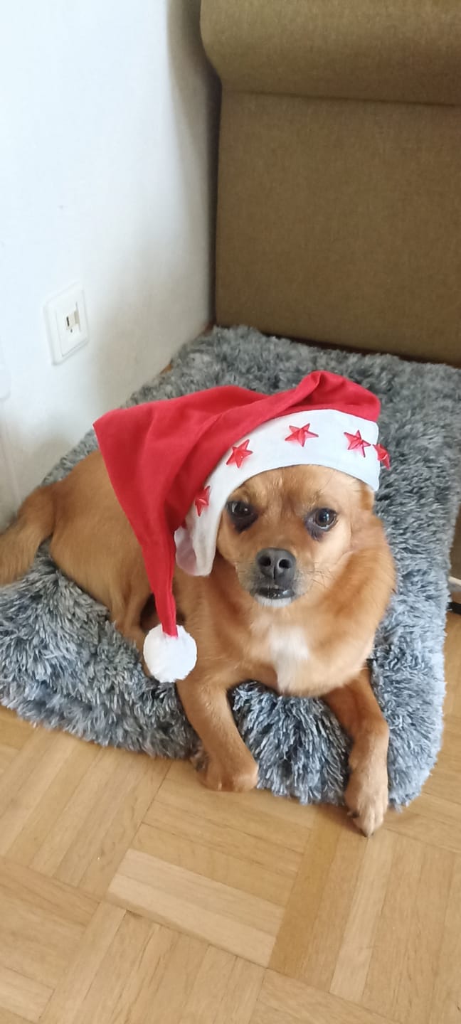 Customer photo review of Hundekekse - Kürbis-Huhn - 0.5 mg CBD