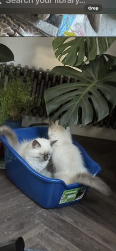 Customer photo review of 1 Month Supply – 1 Cat