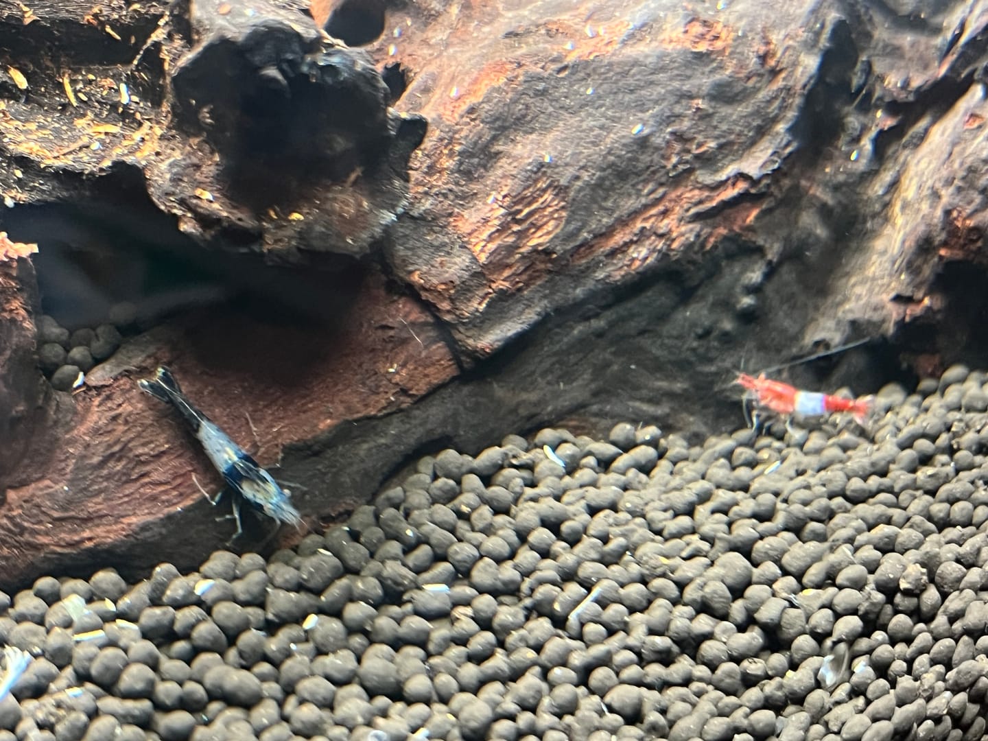 Customer photo review of Carbon Rili Shrimp
