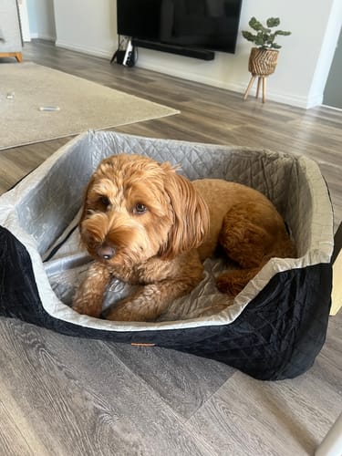 Customer's cute dog lying down in the black quilted Dog Car Booster Seat on a wooden floor.