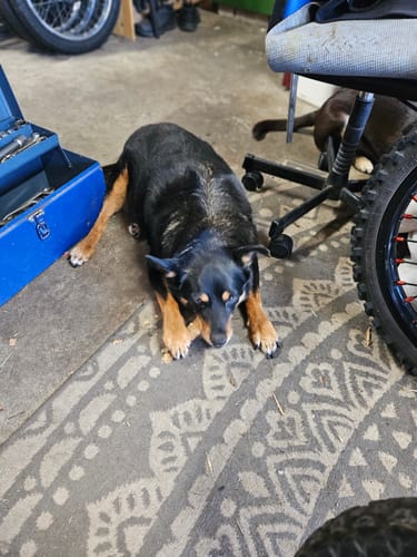 Customer photo review of Beef Spleen