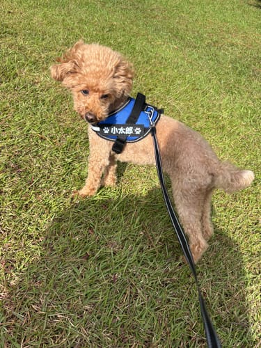 Customer photo review of FunFunPet 高機能ハーネス（お名前タグ作成サービス付き）